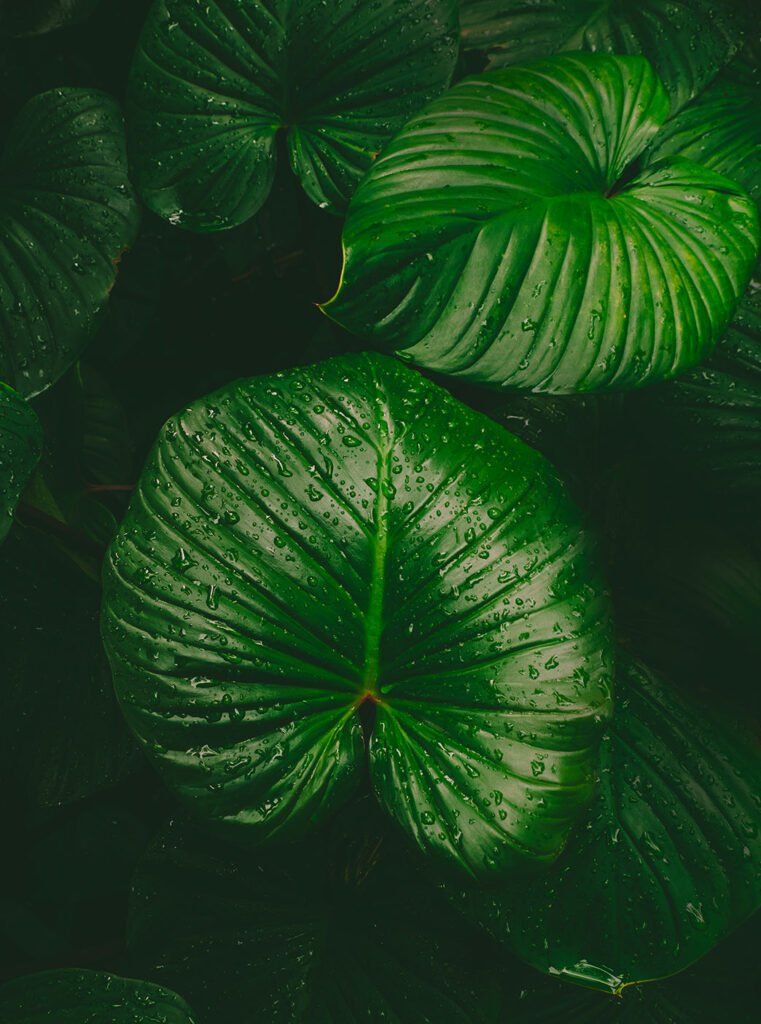 Natura head spa japonais à mons backgrand grandes feuilles exotiques