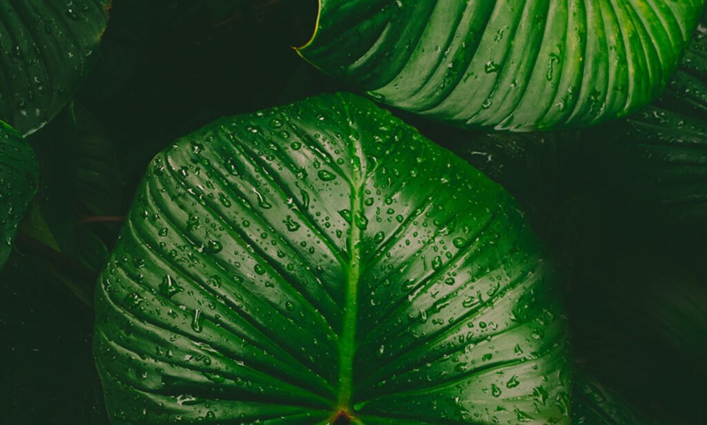 Natura head spa japonais à mons backgrand grandes feuilles exotiques